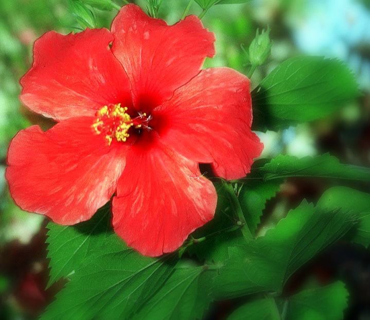hibiscus1